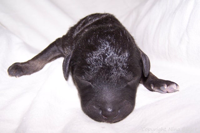 Ruede - Male 12012008 (8).JPG